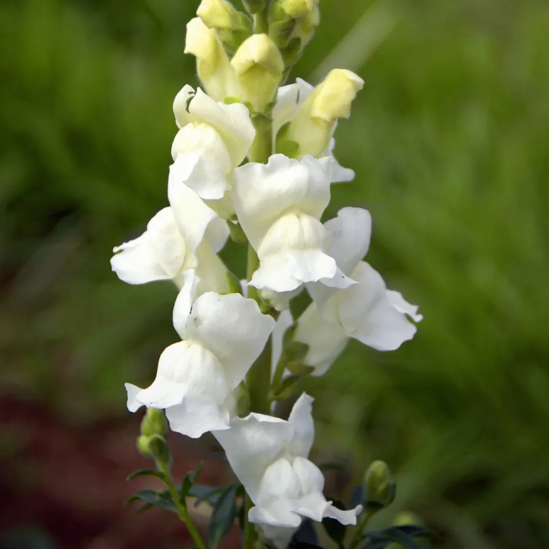 Rocket White Snapdragon