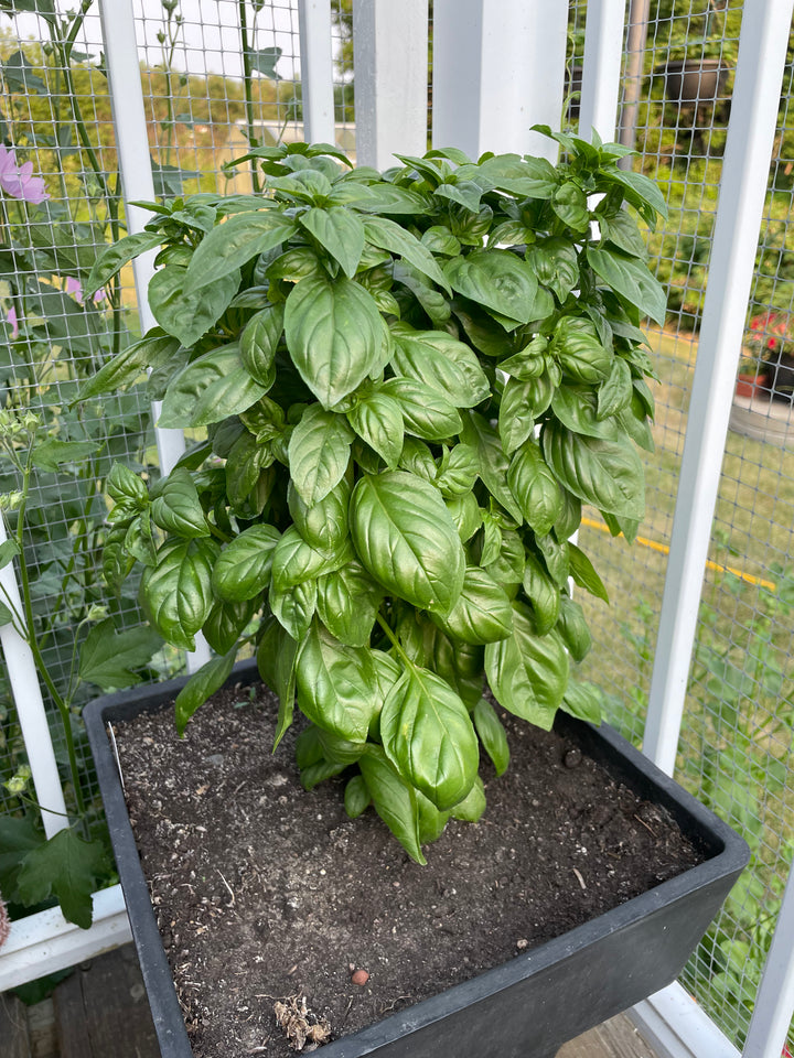 Everleaf Basil Emerald Tower