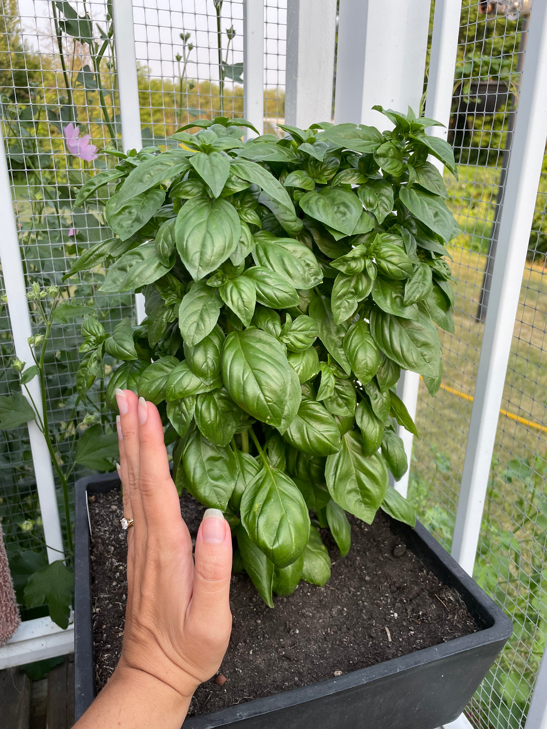 Everleaf Basil Emerald Tower