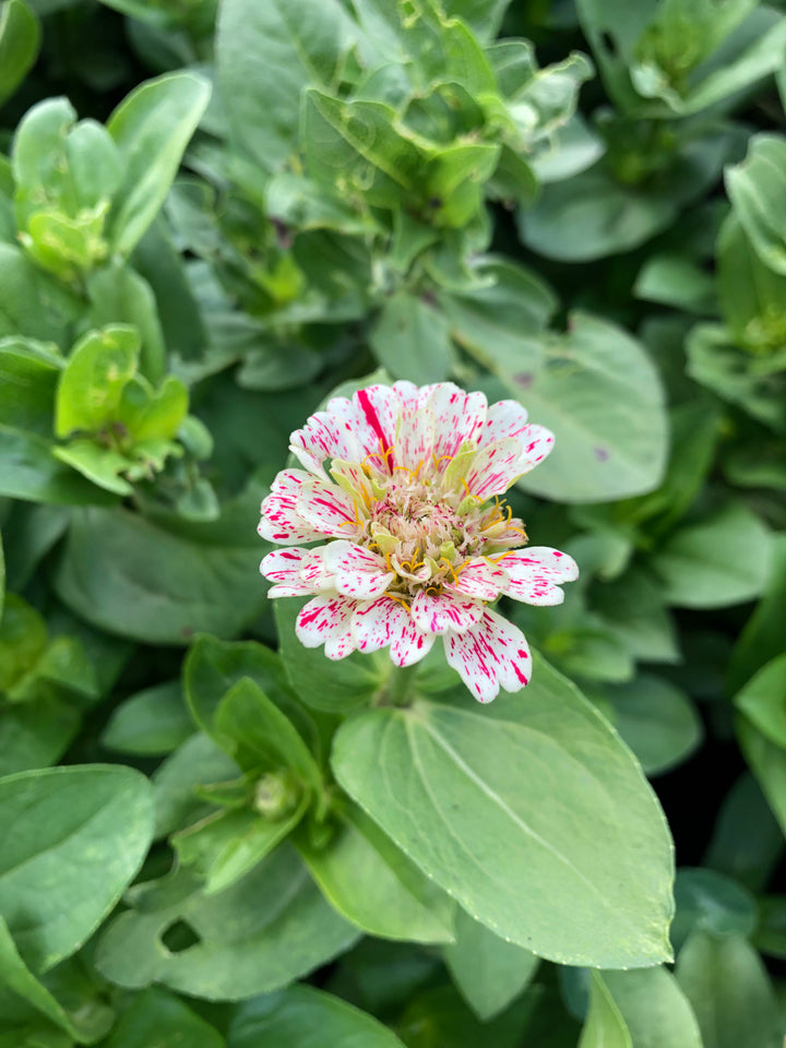 Candy Cane Zinnia