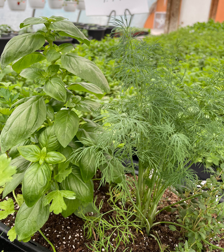 Everleaf Basil Emerald Tower