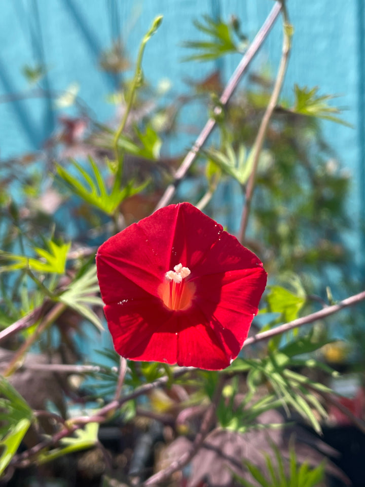 Cardinal Climber