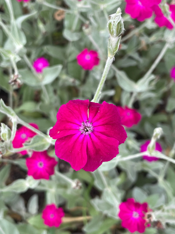 Rose Campion