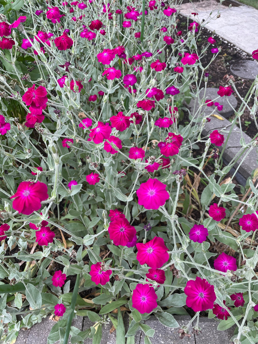 Rose Campion