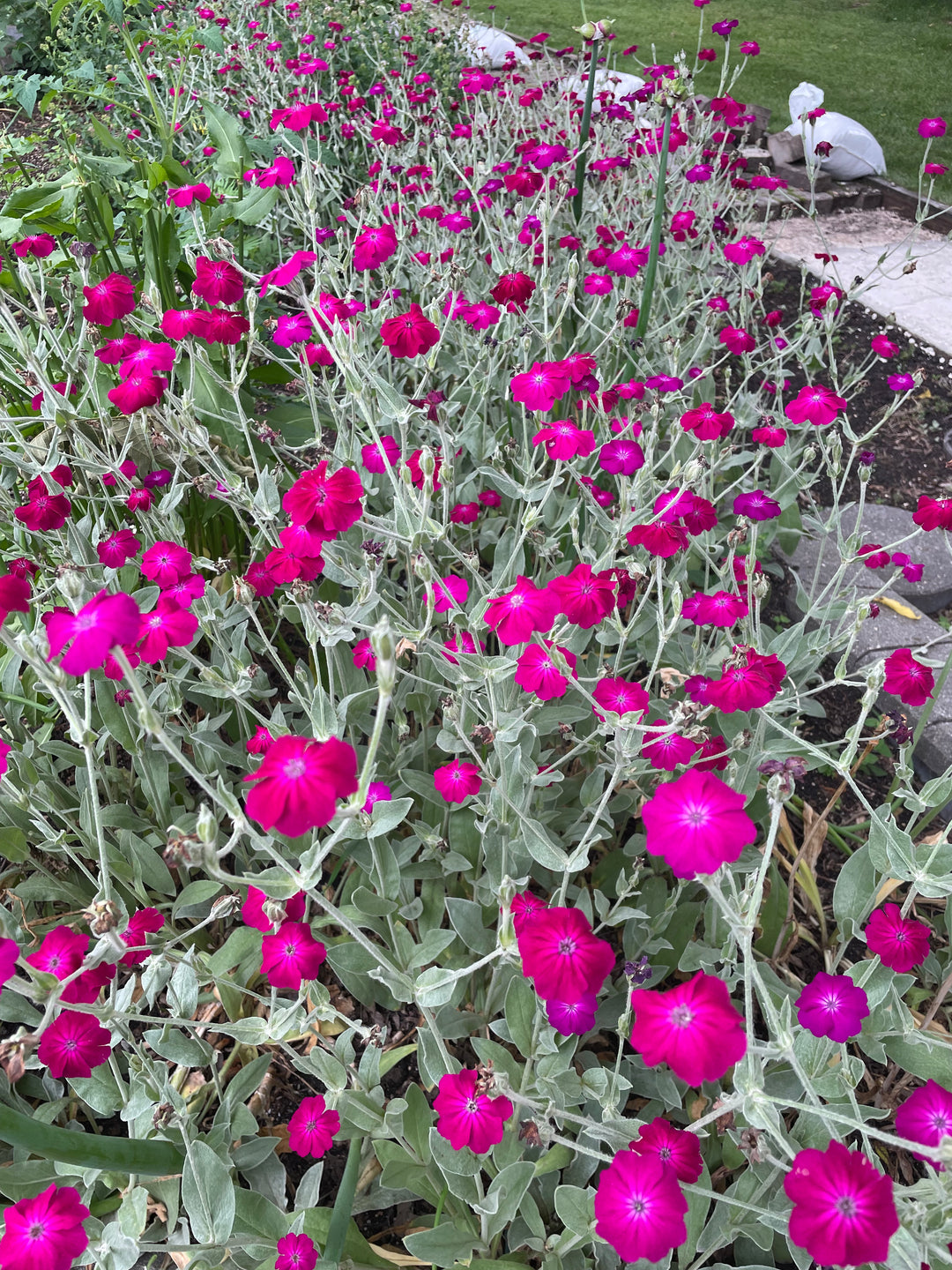 Rose Campion