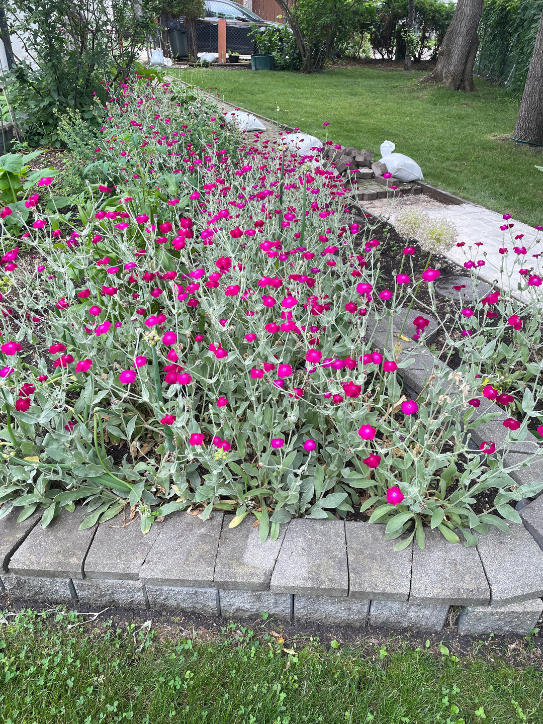 Rose Campion