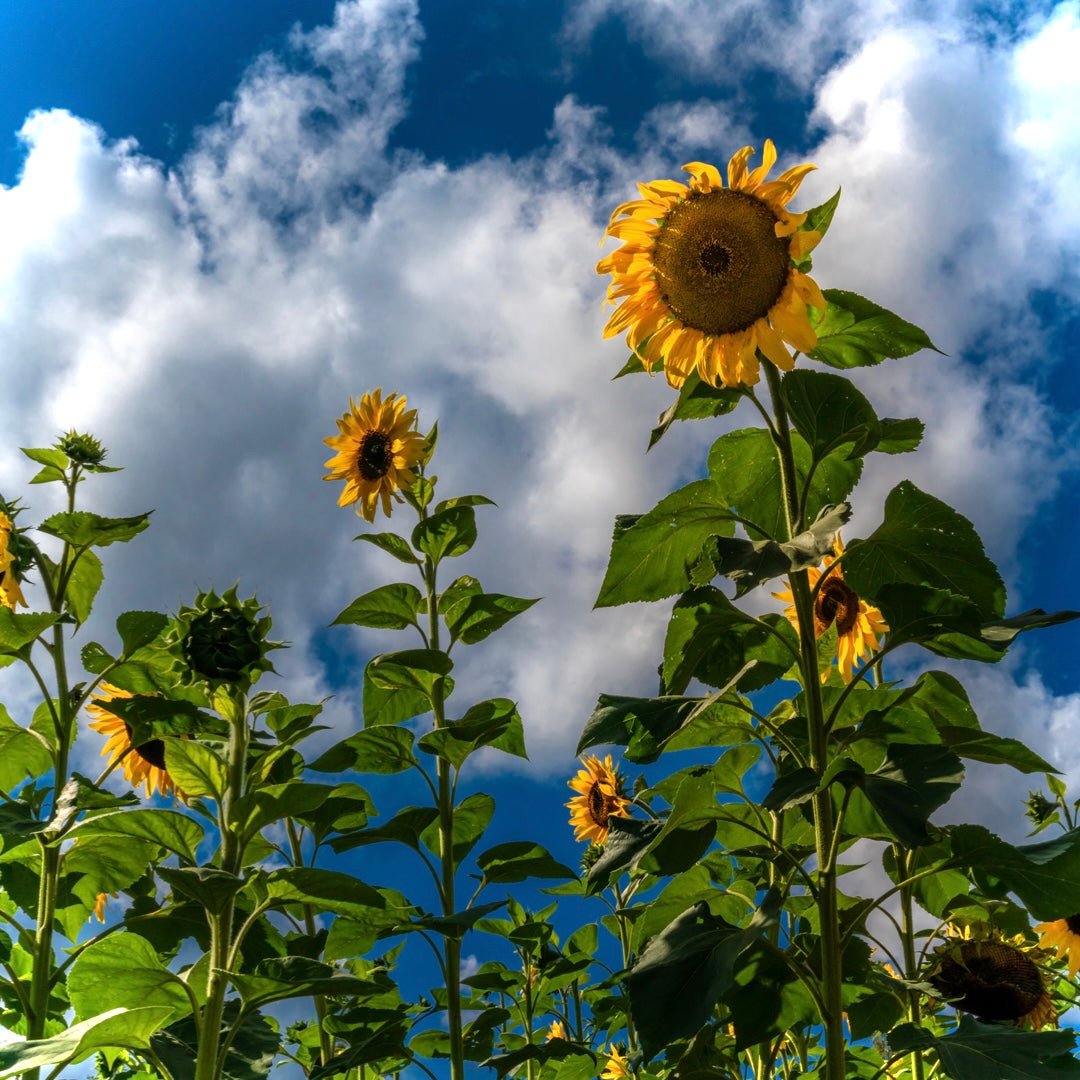 Mammoth Sunflower