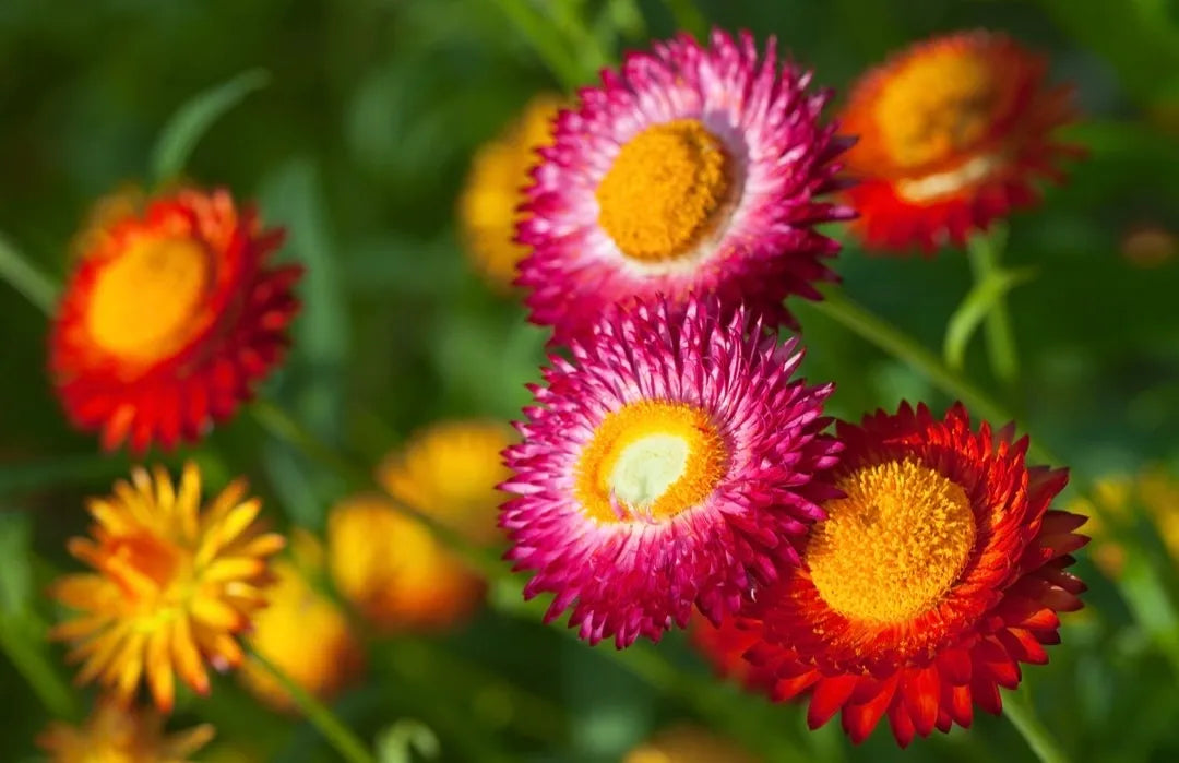 Mixed Strawflower