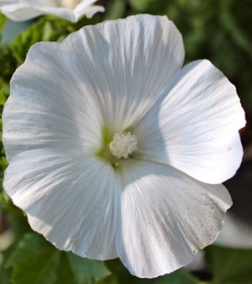 Mont Blanc Lavatera