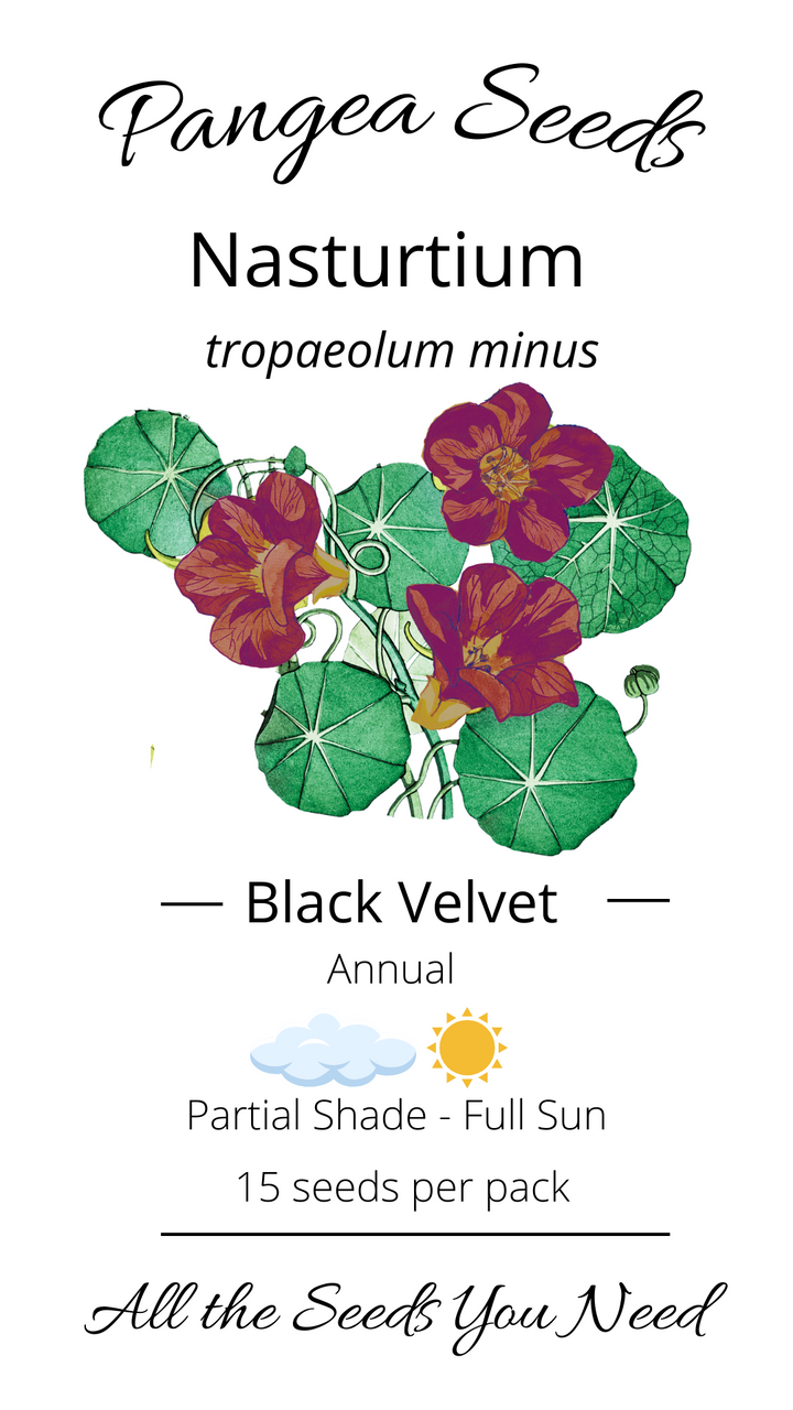 Black Velvet Nasturtium