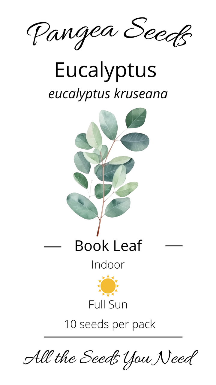 Book Leaf Eucalyptus /Kruseana