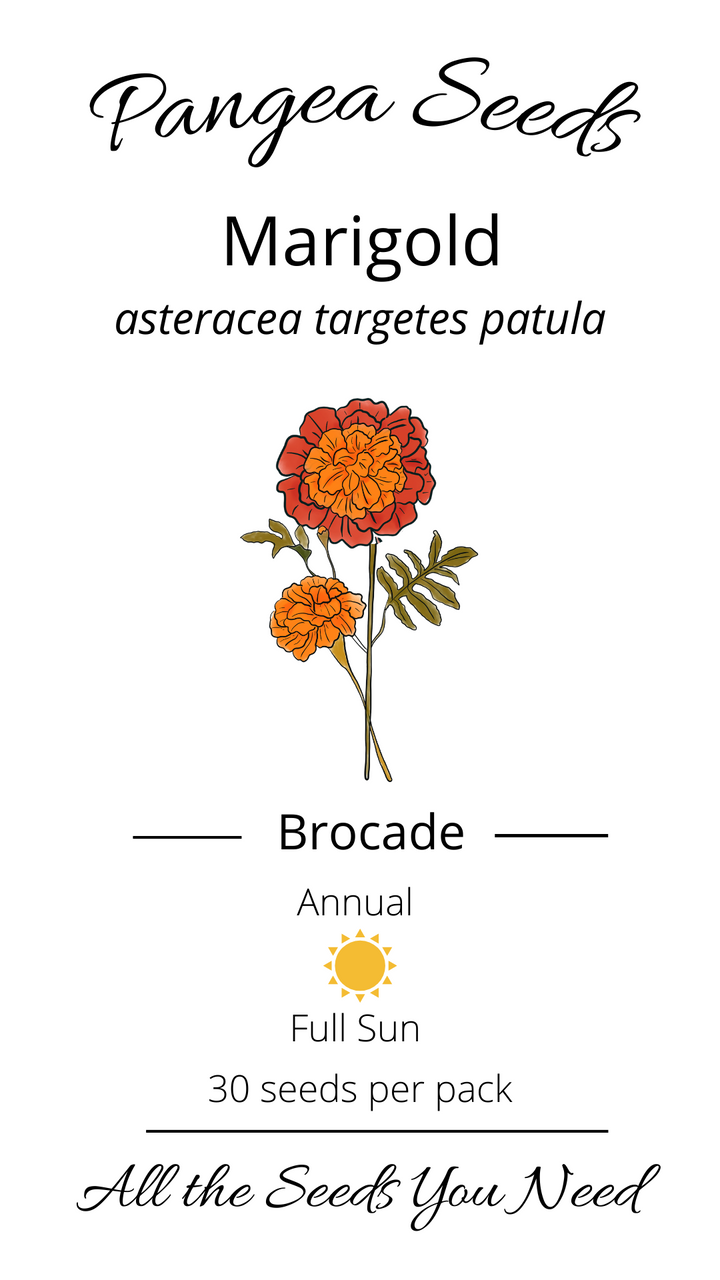 Brocade Marigold