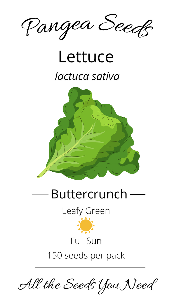 Buttercrunch Lettuce