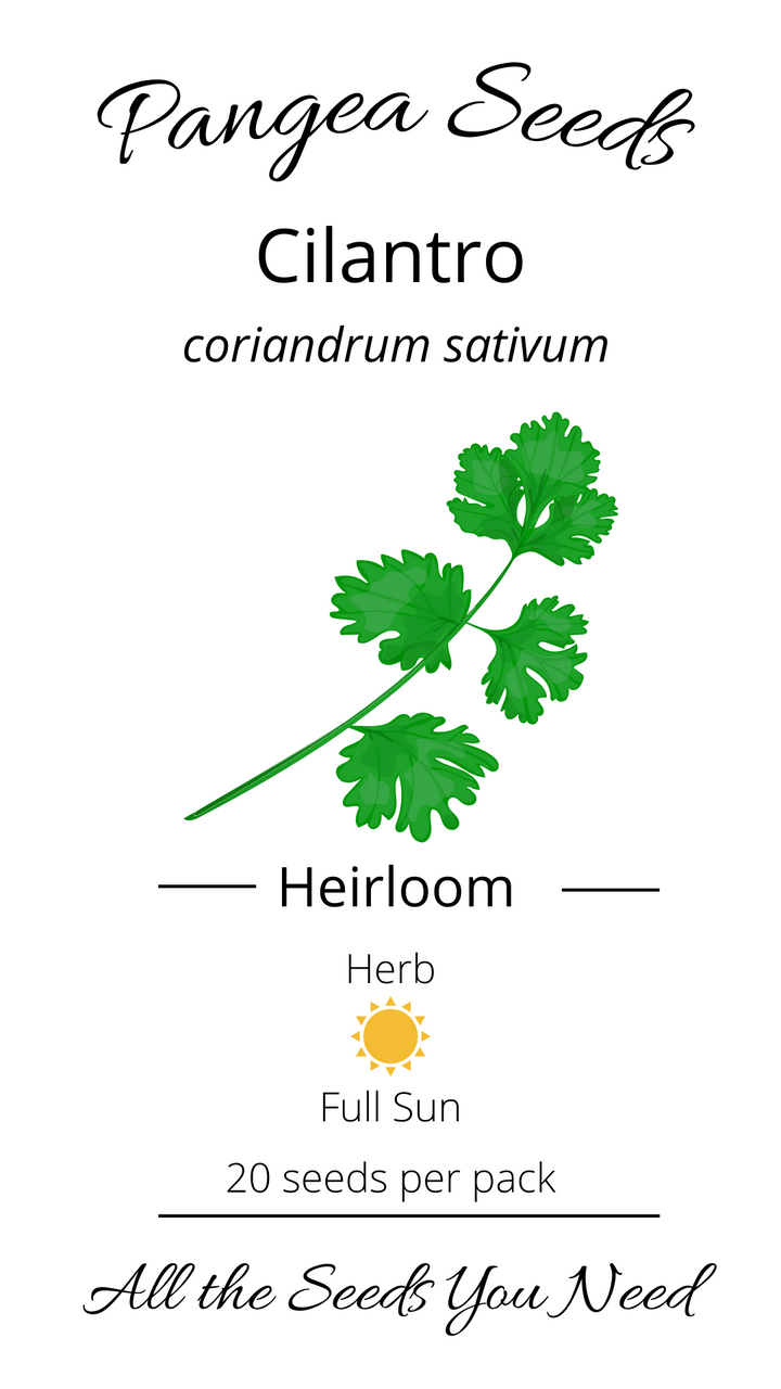 Longstanding Heirloom Cilantro