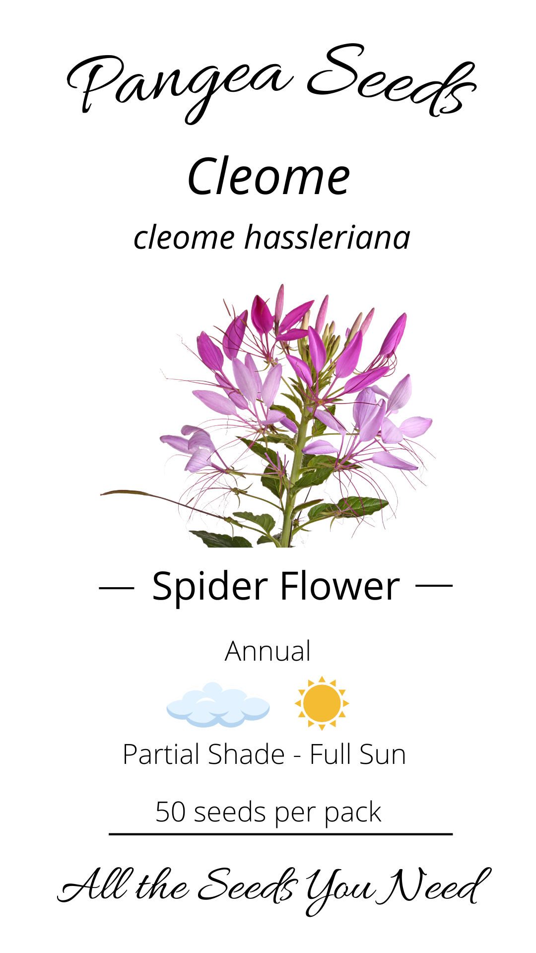 Cleome- Spider Flower