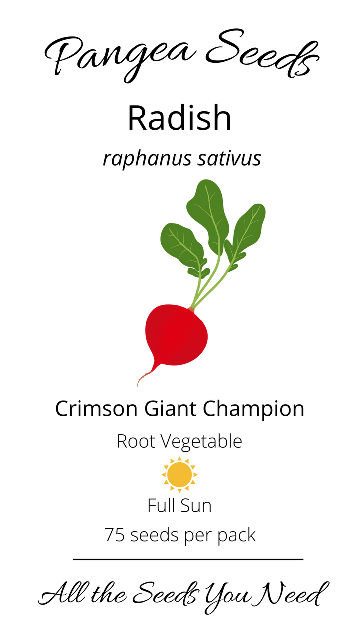 Crimson Giant Champion Radish