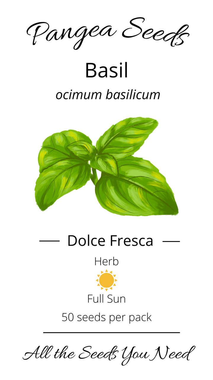 Dolce Fresca Basil