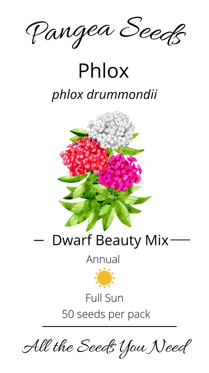 Phlox Dwarf Beauty Mix