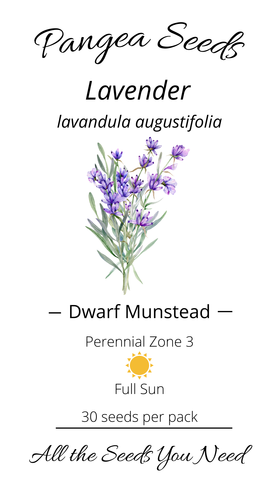 Dwarf Munstead Lavender