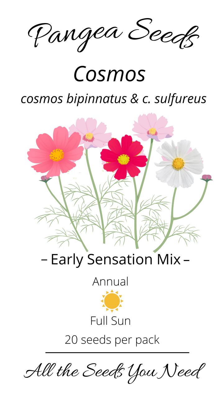 Early Sensation Mix Cosmos