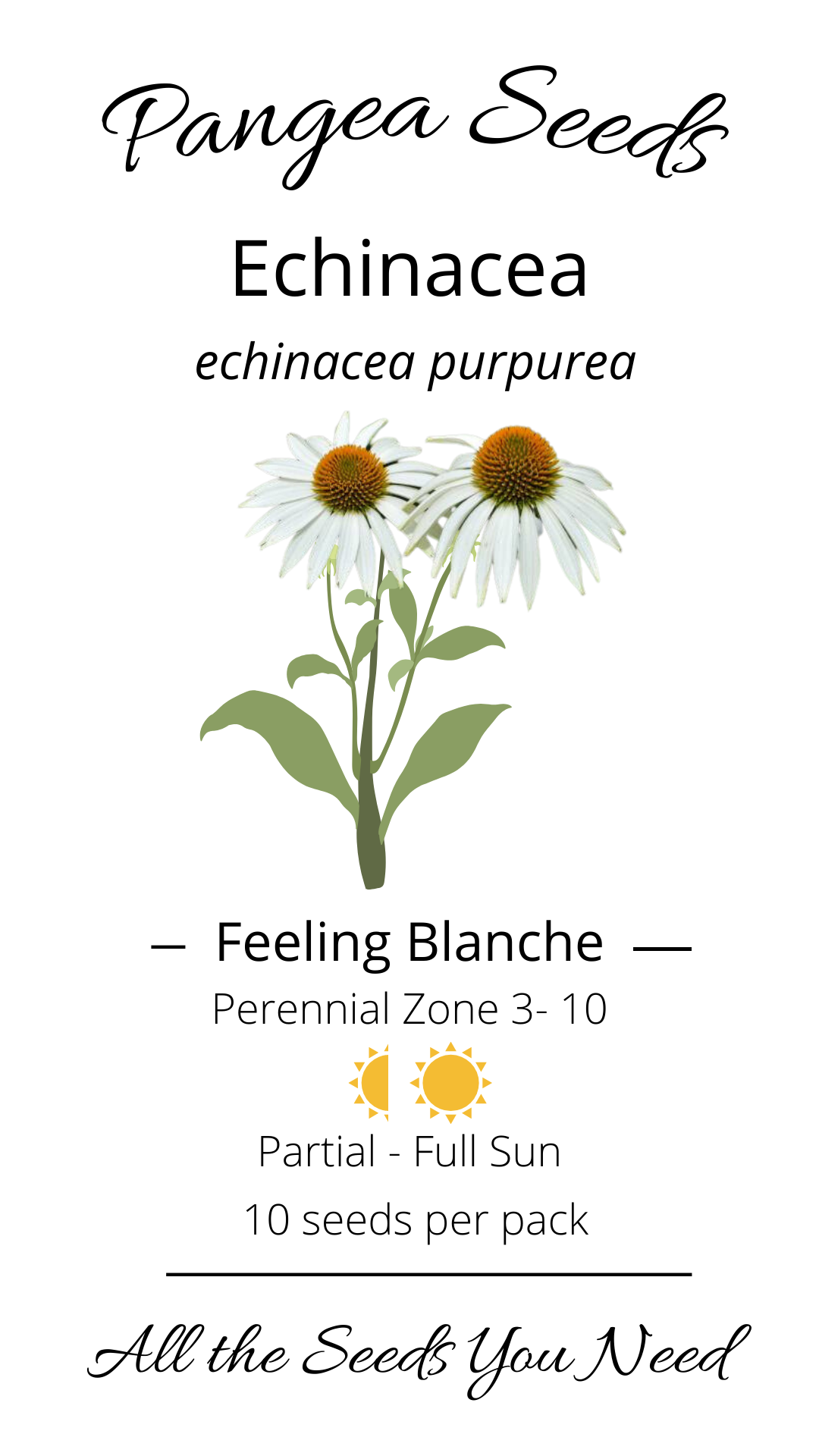 Feeling Blanche Echinacea