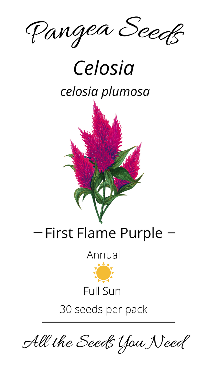 First Flame™ Purple Celosia