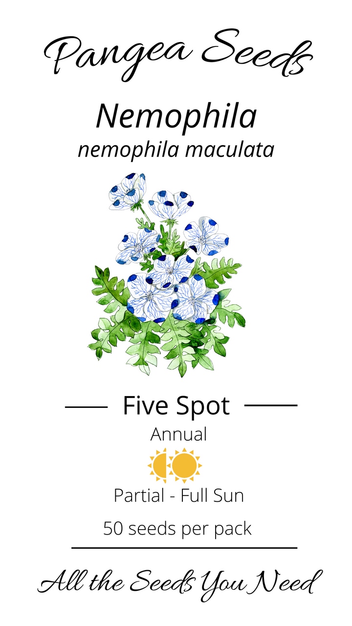 Five Spot Nemophila