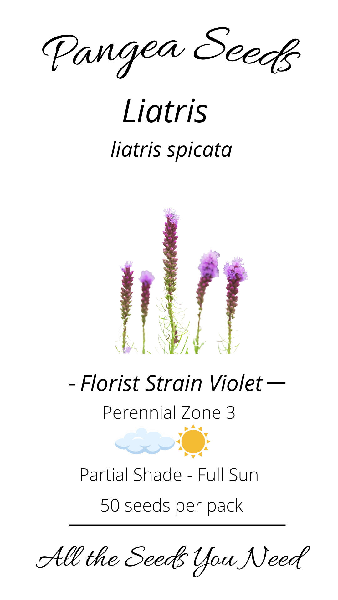 Florist Strain Violet Liatris