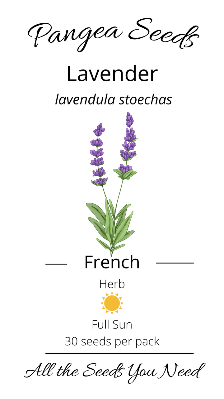 French Lavender