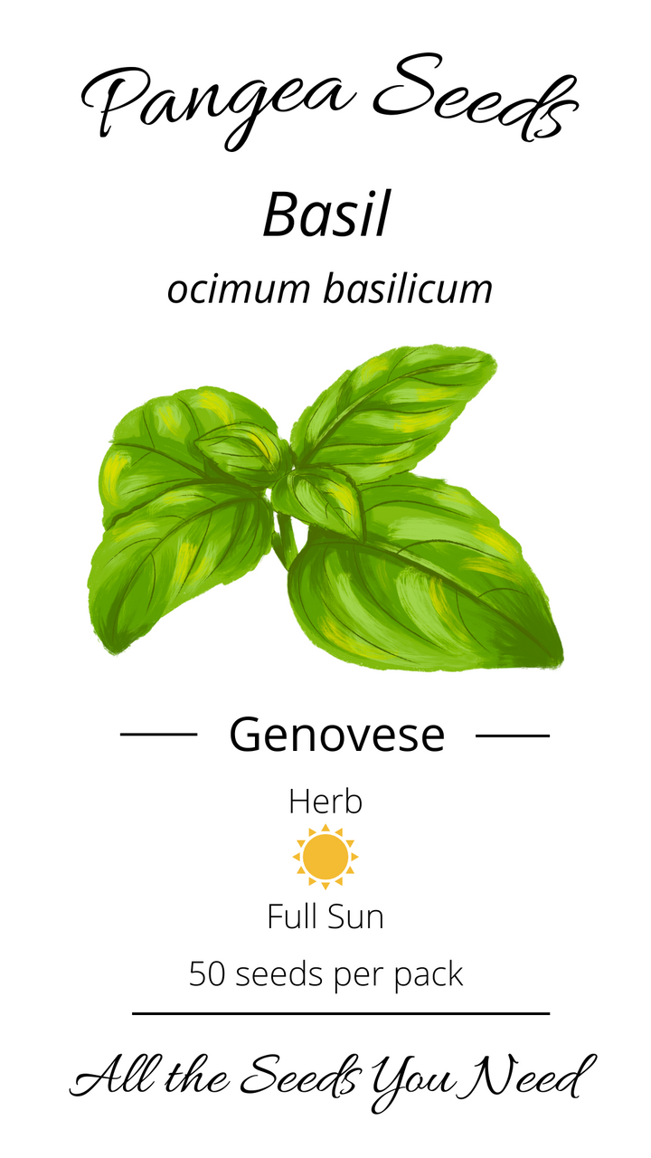 Genovese Basil