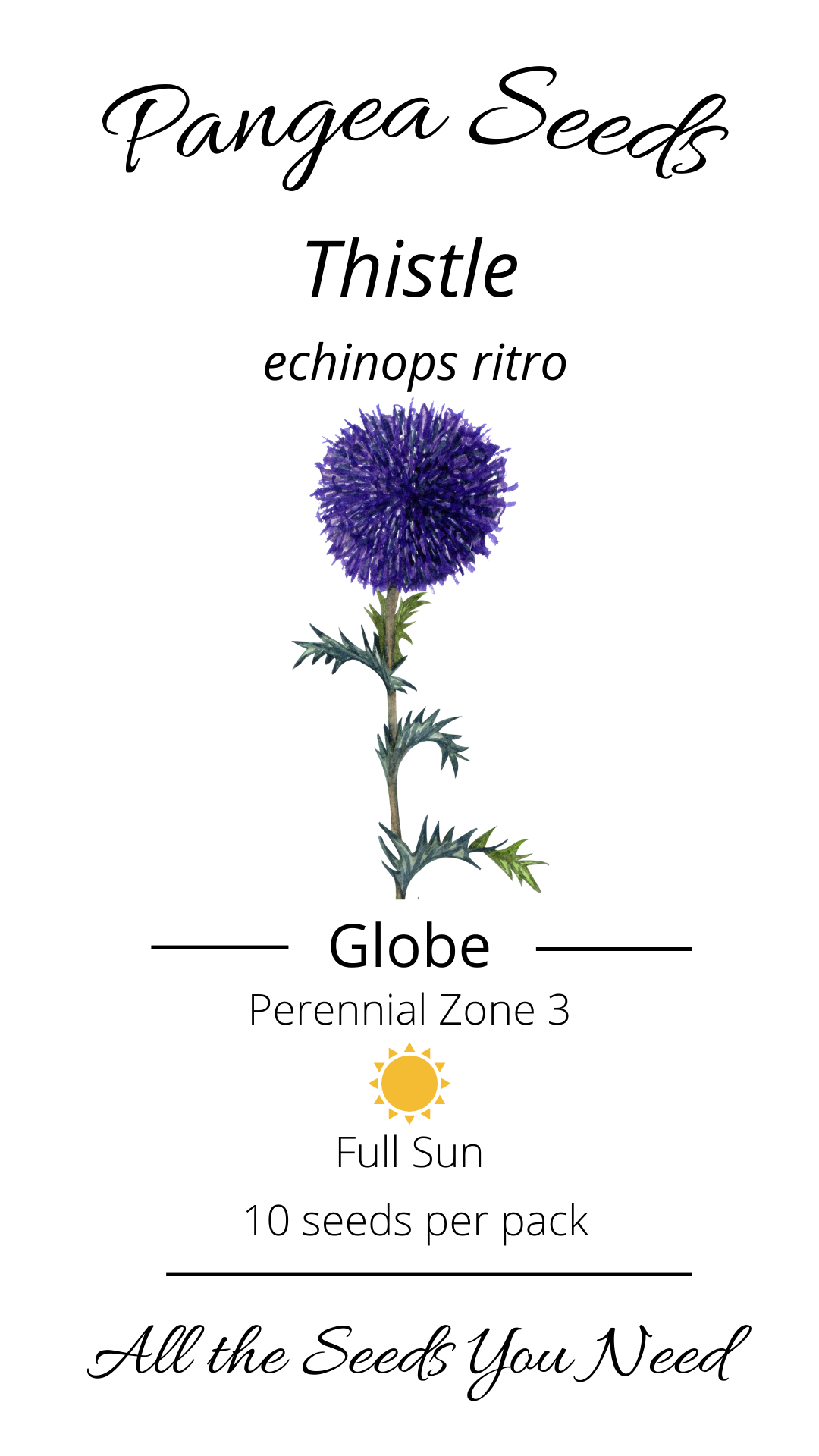 Globe Thistle