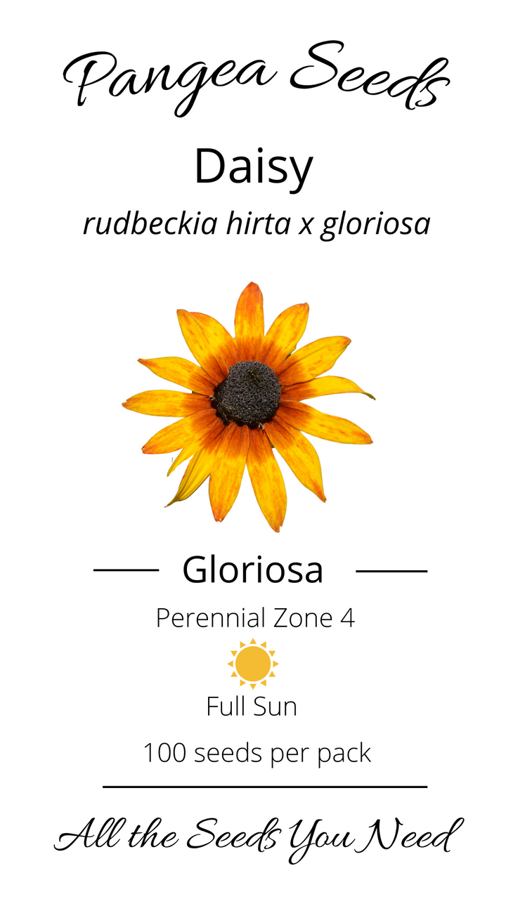 Gloriosa Daisy