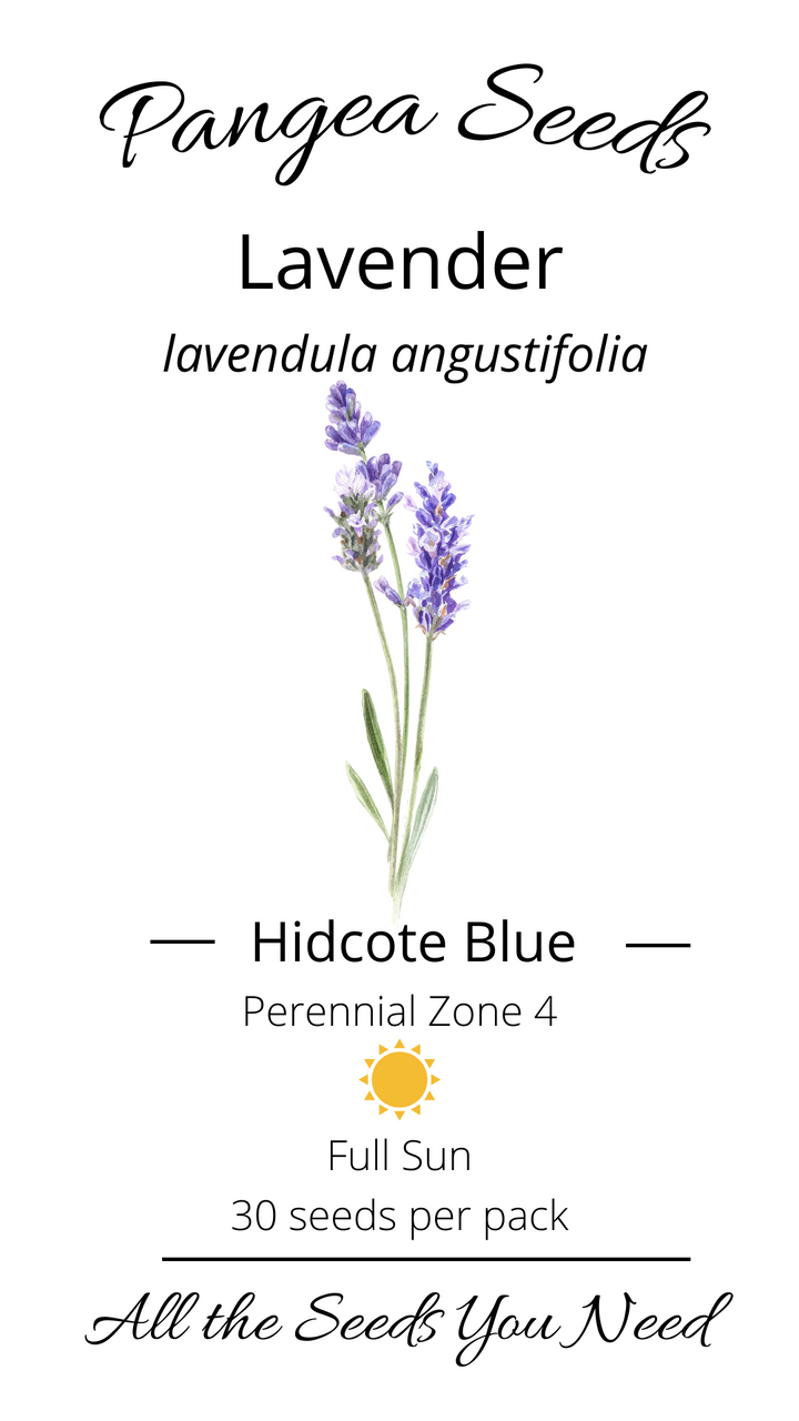 Hidcote Blue Lavender