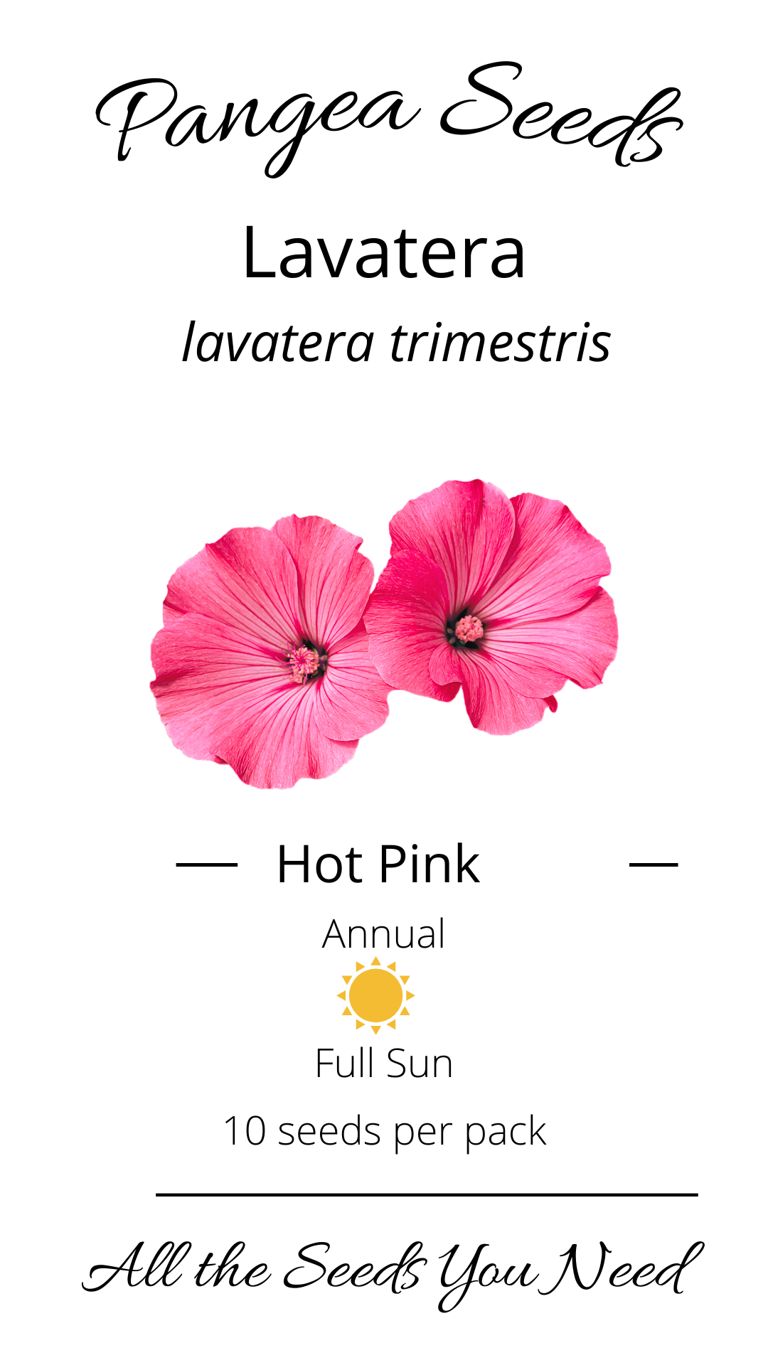 Hot Pink Lavatera