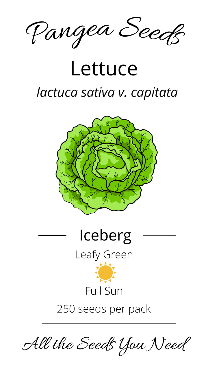 Iceberg Lettuce