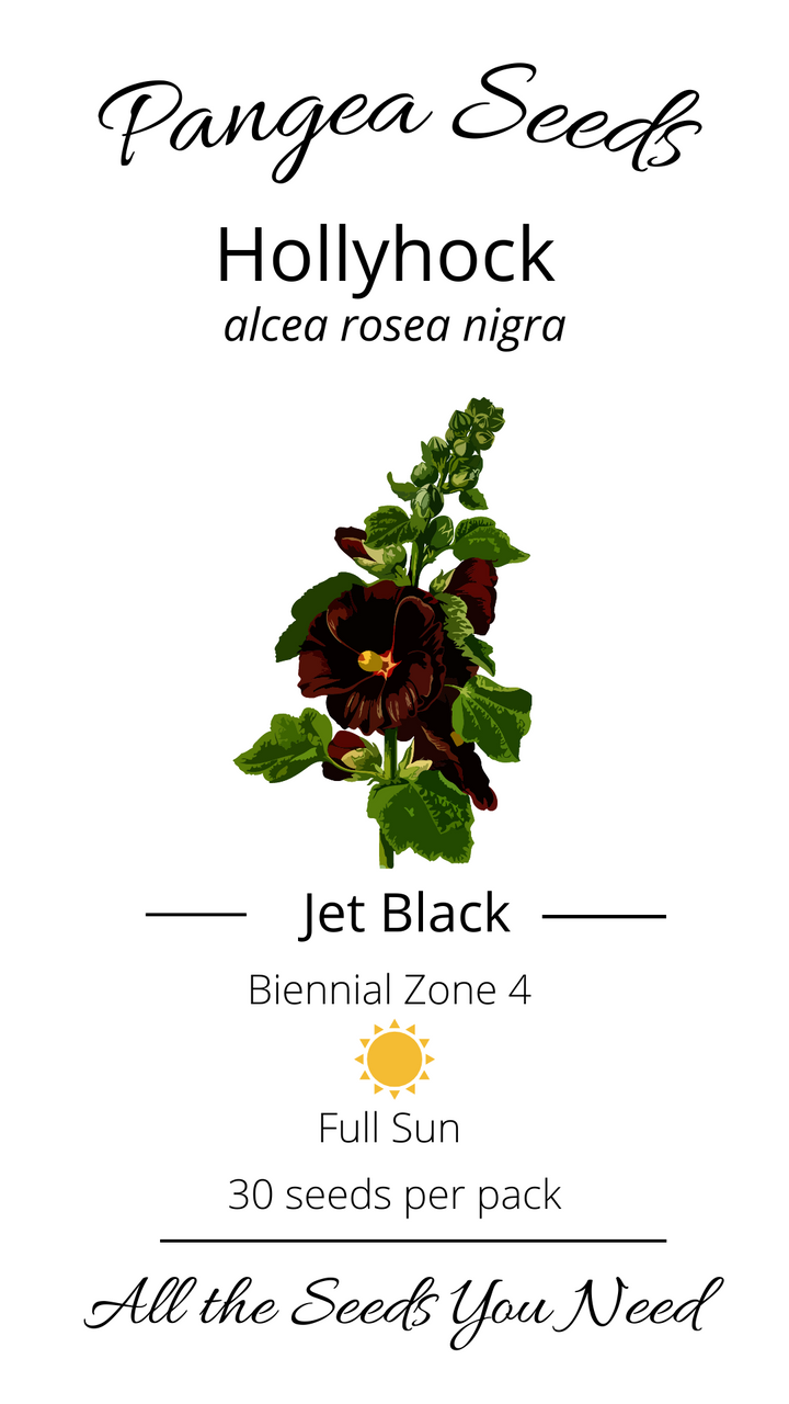 Jet Black Hollyhock