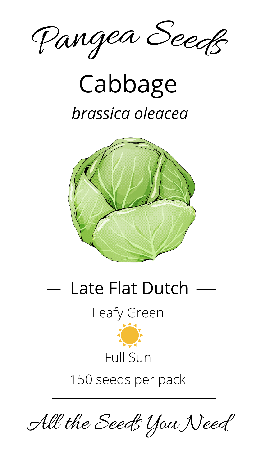 Late Flat Dutch Cabbage