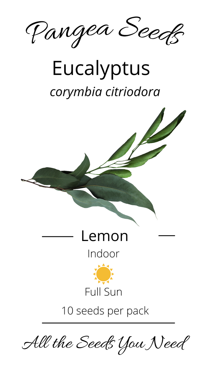 Lemon Eucalyptus