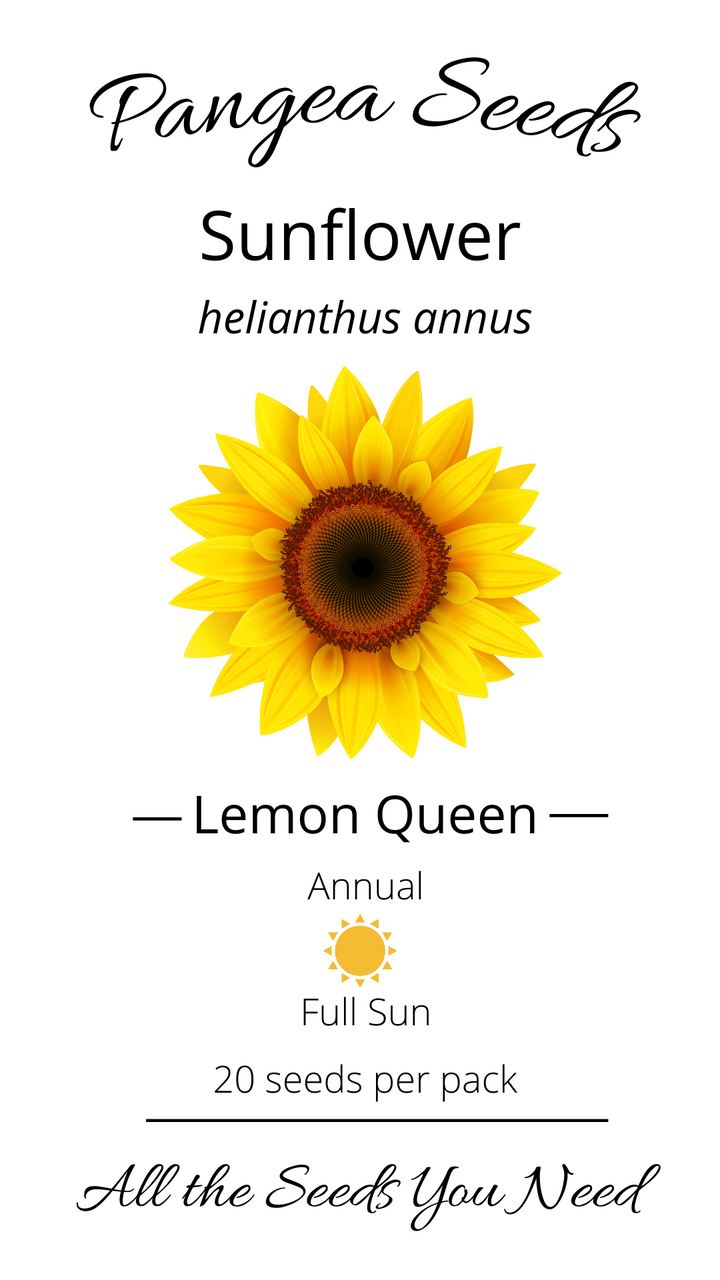 Lemon Queen Sunflower