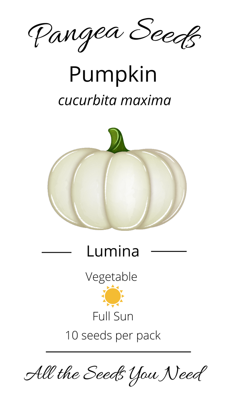 Lumina Pumpkin