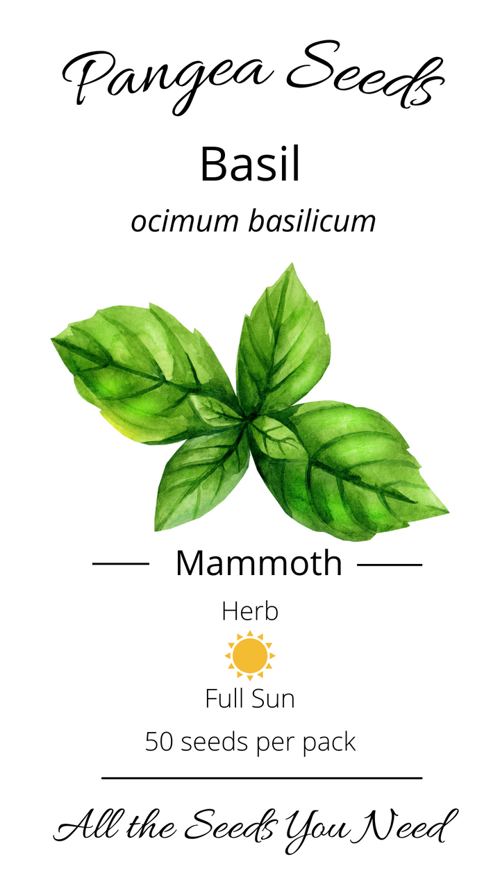 Mammoth Basil