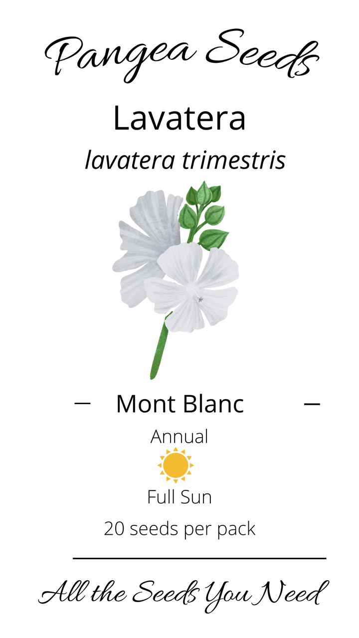 Mont Blanc Lavatera