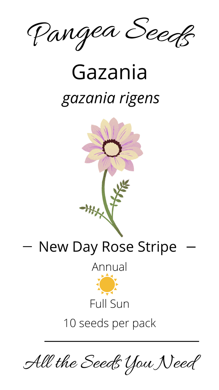 New Day Rose Stripes Gazania