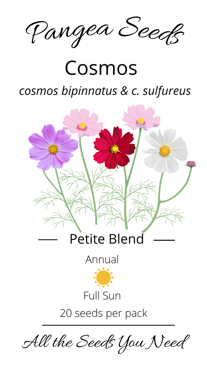 Petite Cosmos Blend