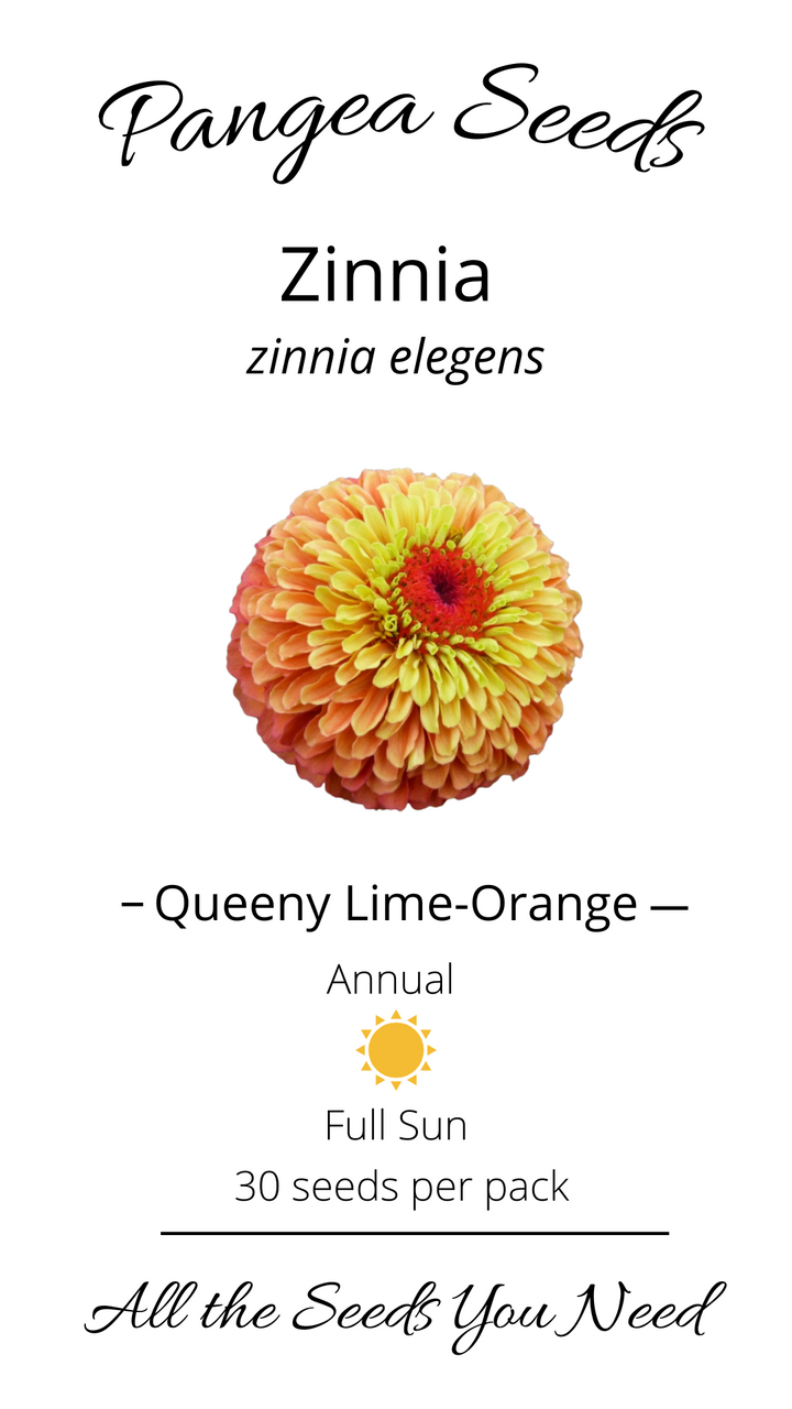 Queeny Lime-Orange Zinnia