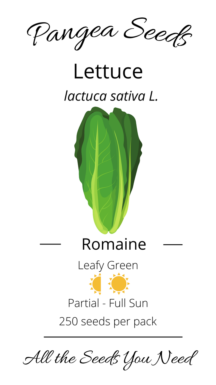 Romaine Lettuce