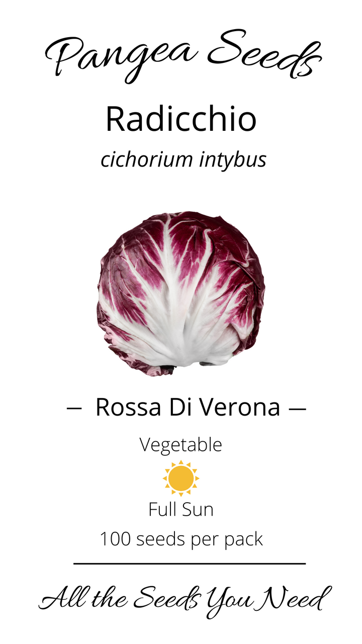 Rossa di Verona Radicchio