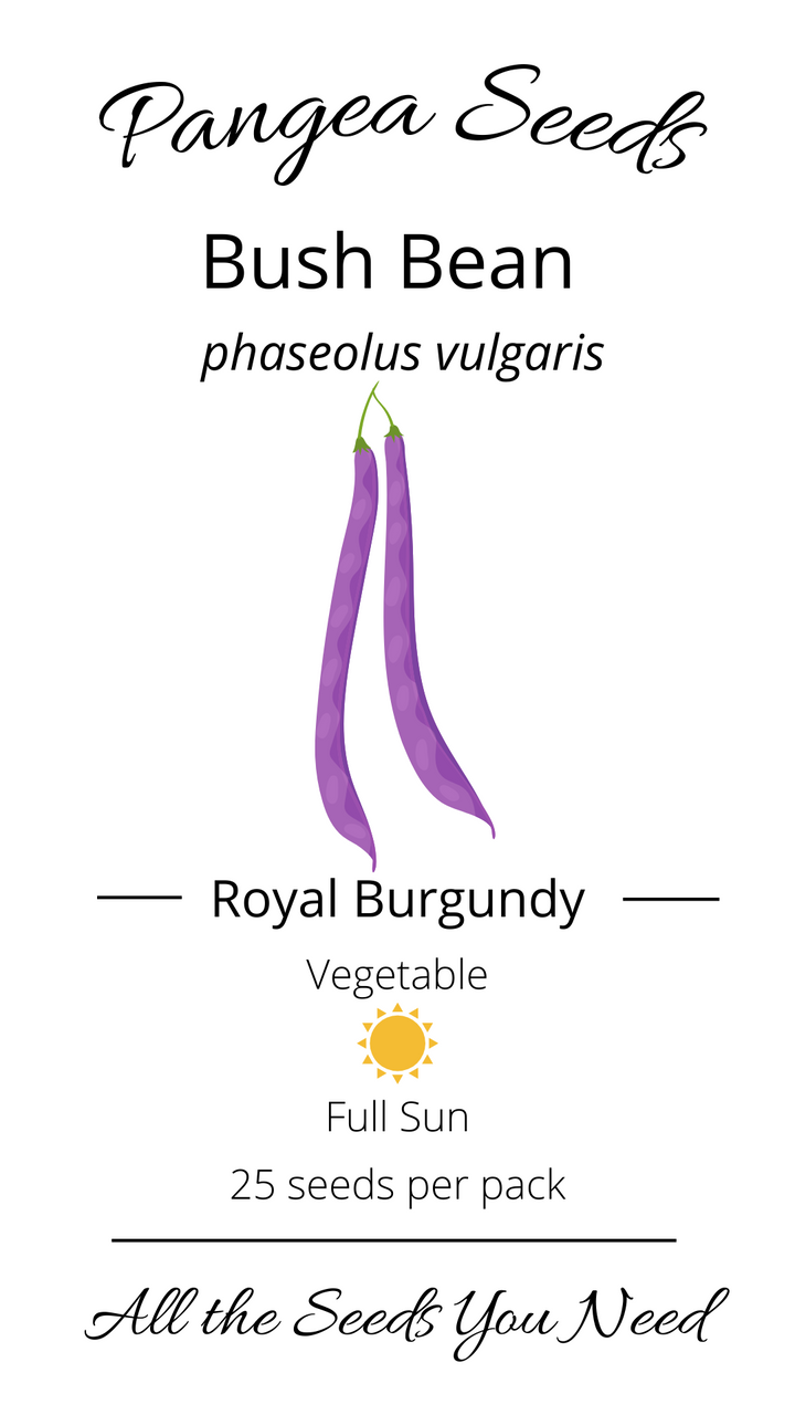 Royal Burgundy Bush Bean