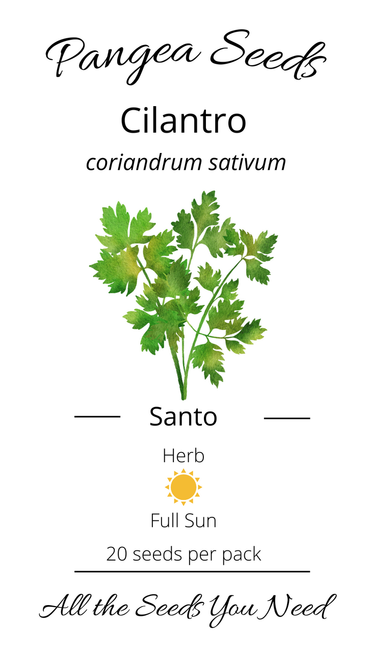 Santo Cilantro