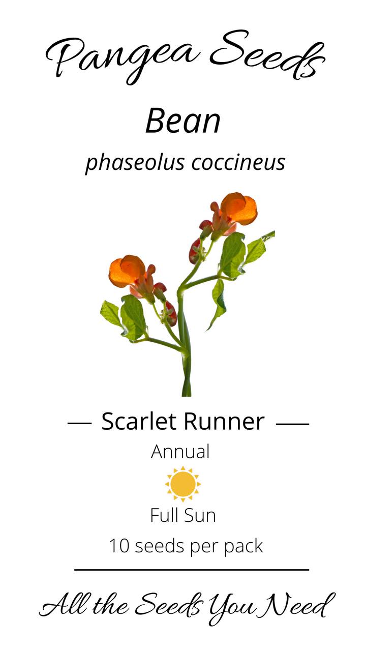 Scarlet Bean Runner